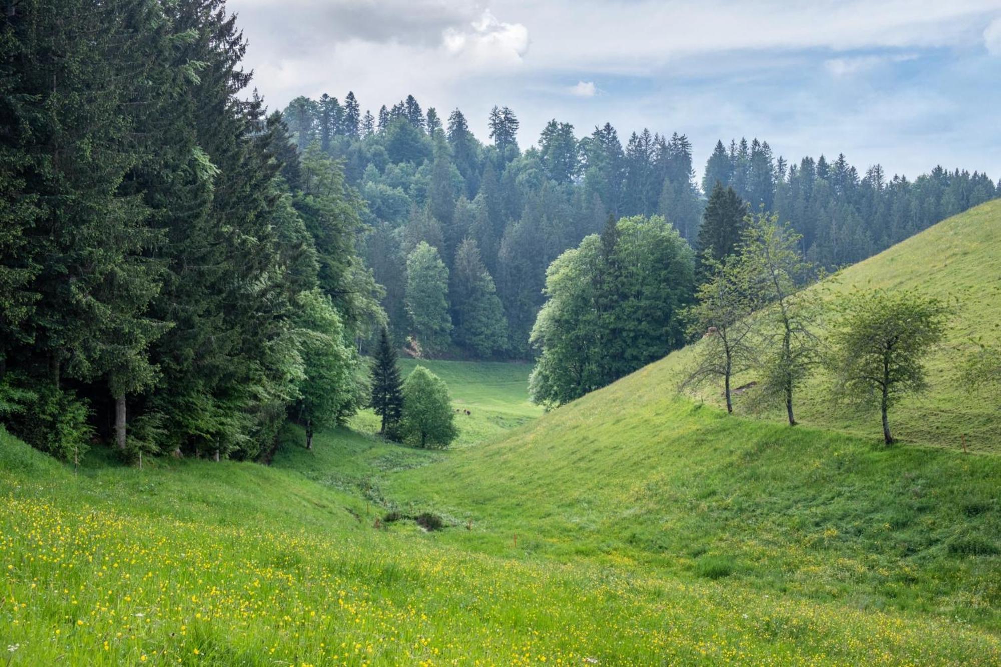 Schreinerhaeusle Naehe Titisee Himmelreich Exterior foto
