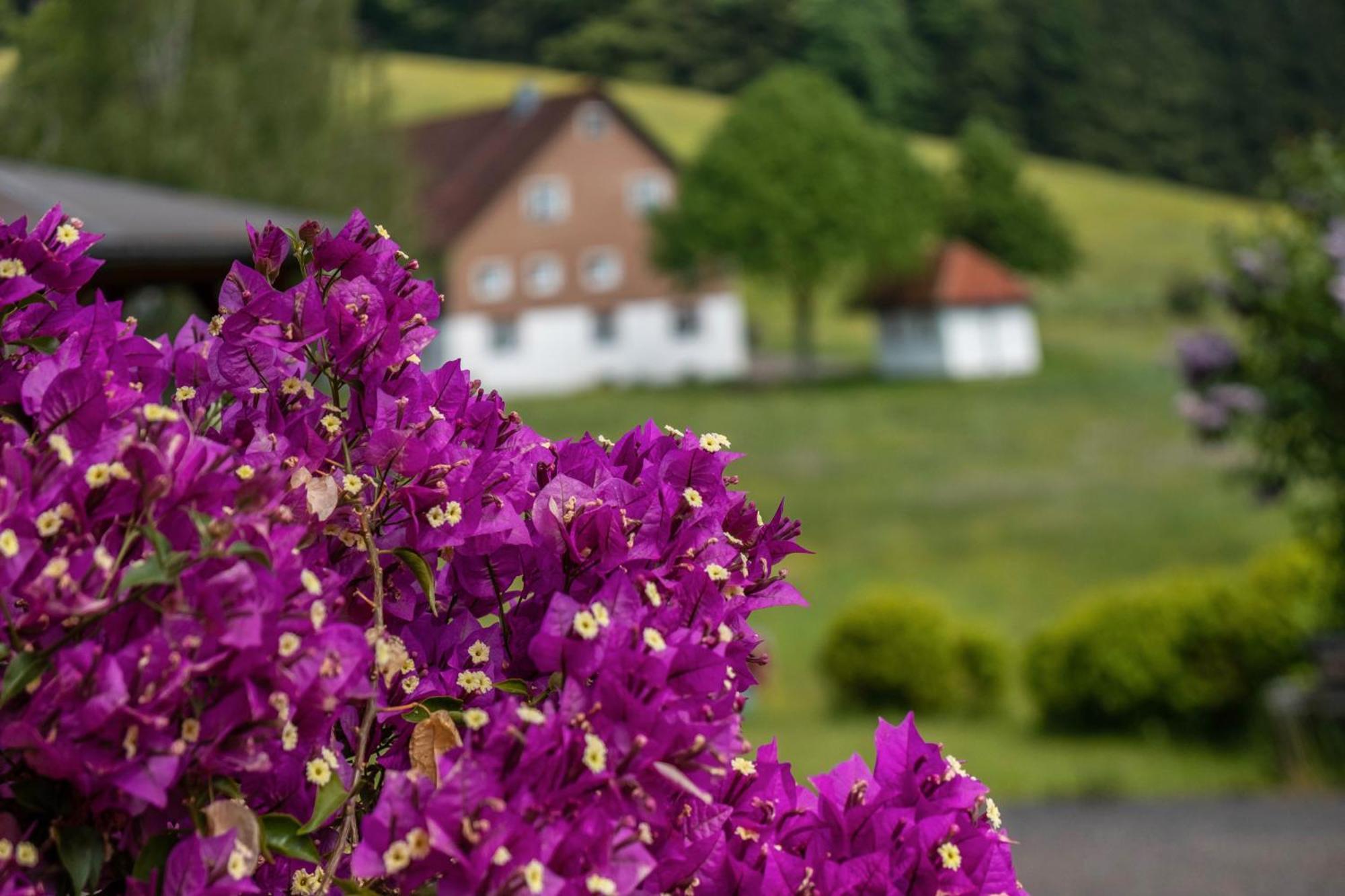 Schreinerhaeusle Naehe Titisee Himmelreich Exterior foto